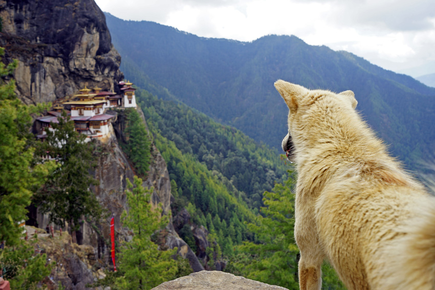 Bhutan-TigersNest-DogView1