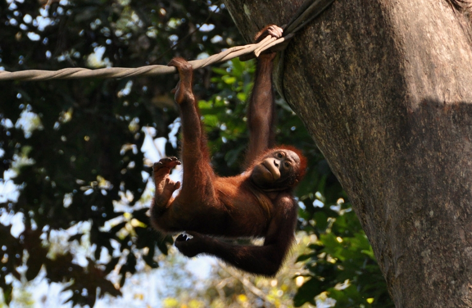 An orangutan at the rehabilation centre An orangutan at the rehabilation centre