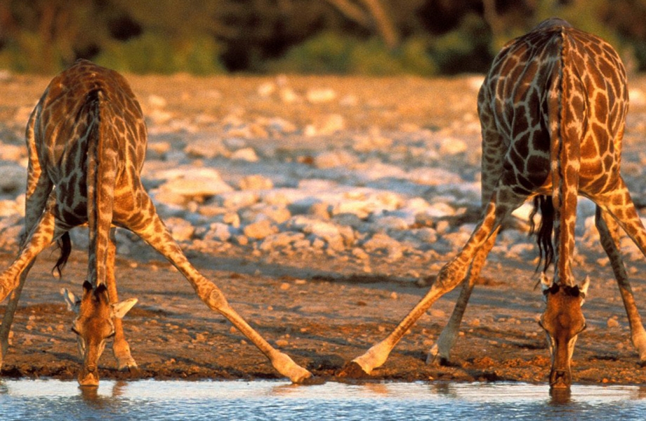 kruger national park; south africa