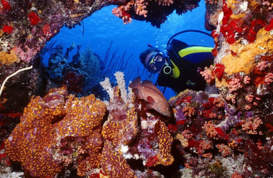 Image Credit : bonaire