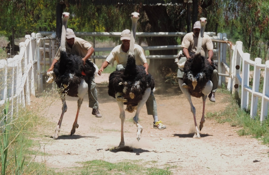 ostrich