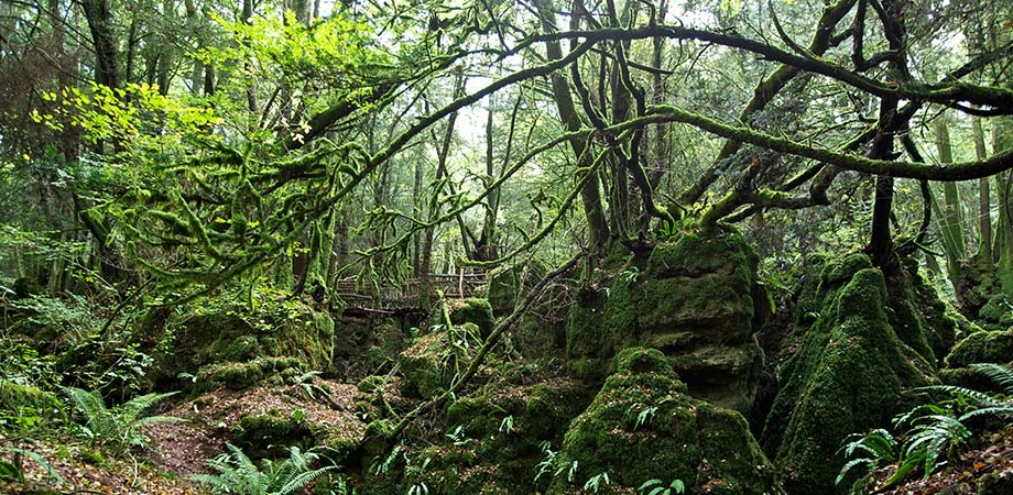 4.1puzzlewood.net