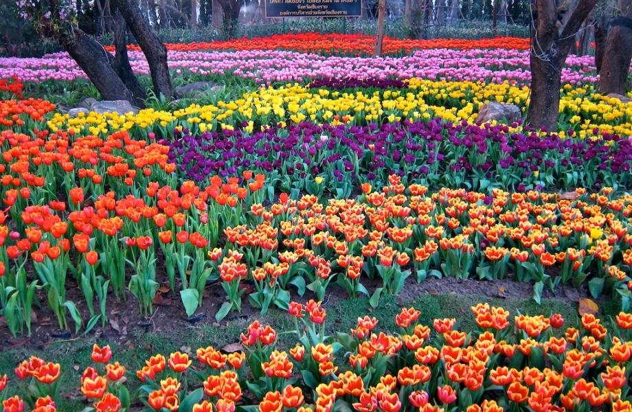 Flowers-009
