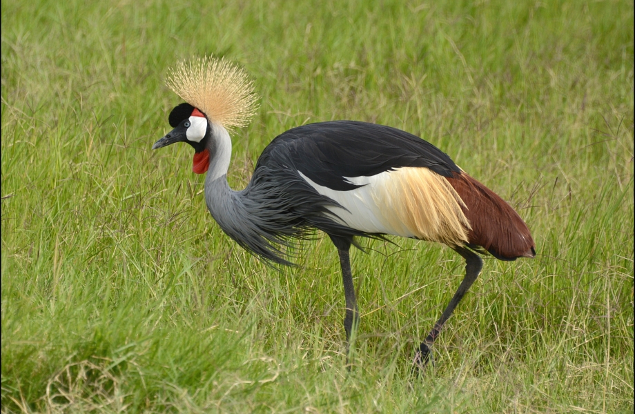 1431-crowned-crane
