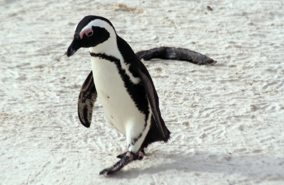 African-penguin-5