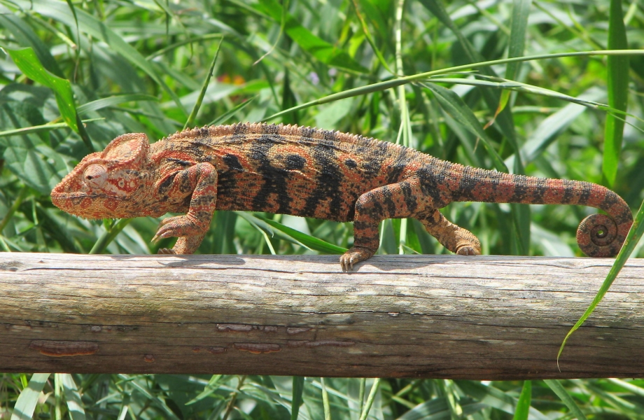 Caméléon_Madagascar_02