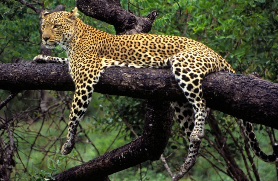 Wild_Animal_Leopard_on_Tree