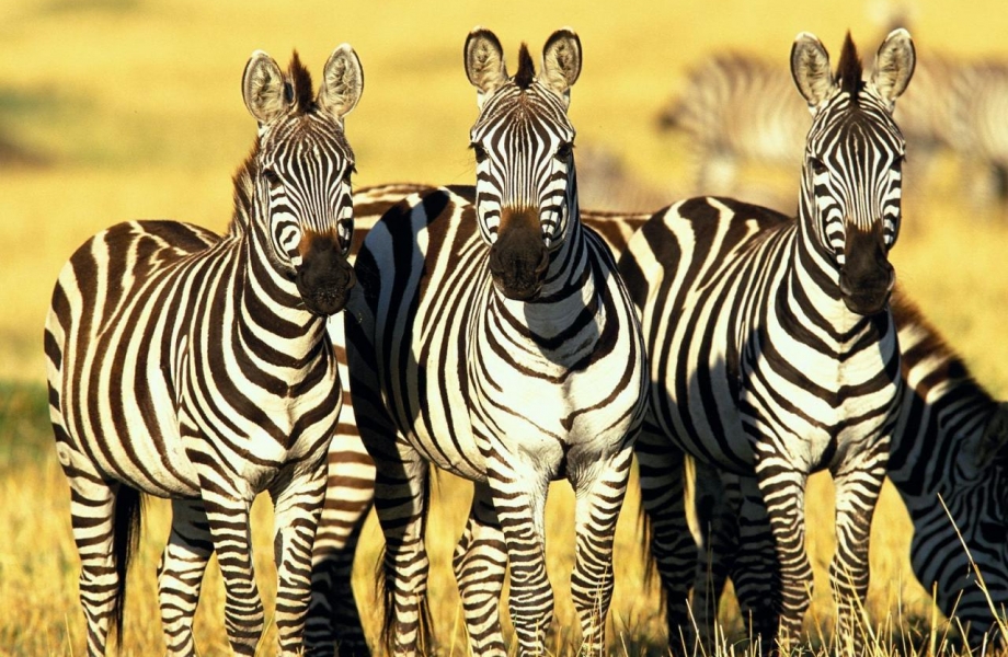africa-zebra-1