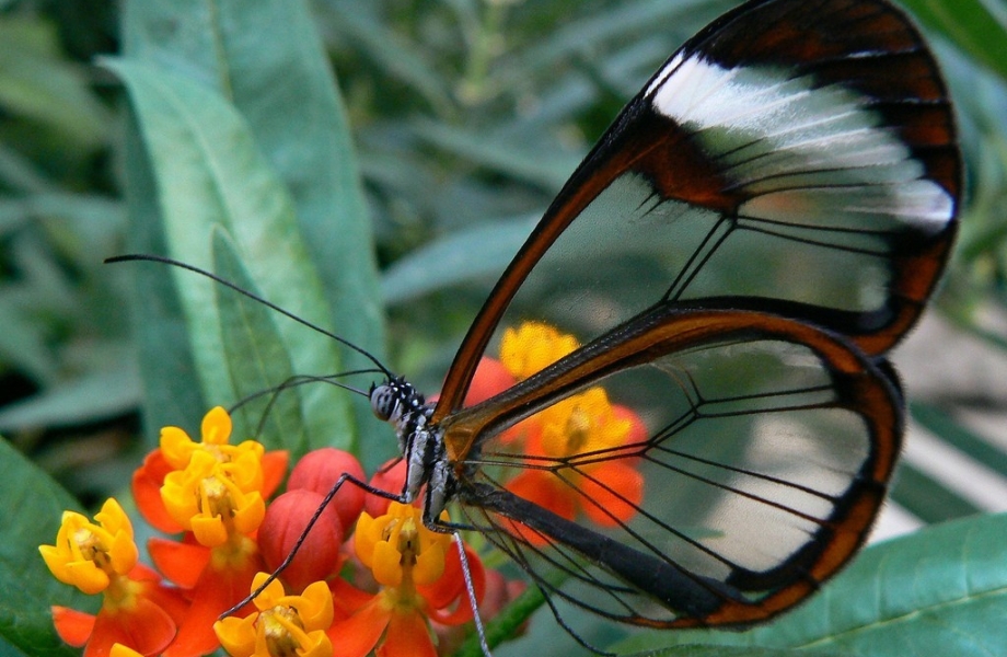 butterfly1
