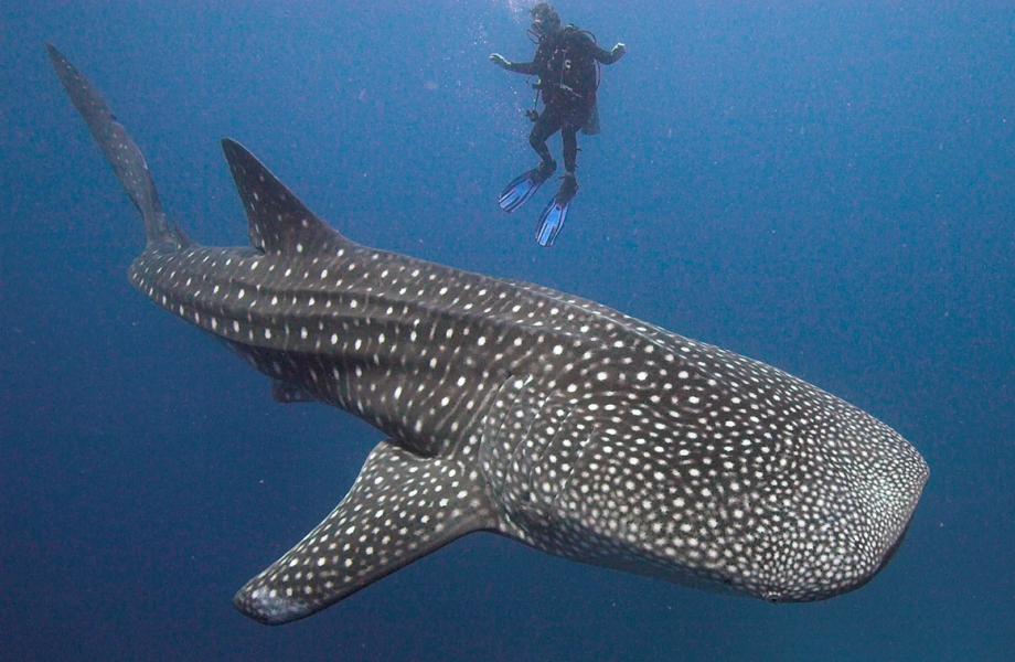 11-whale-shark-maldives