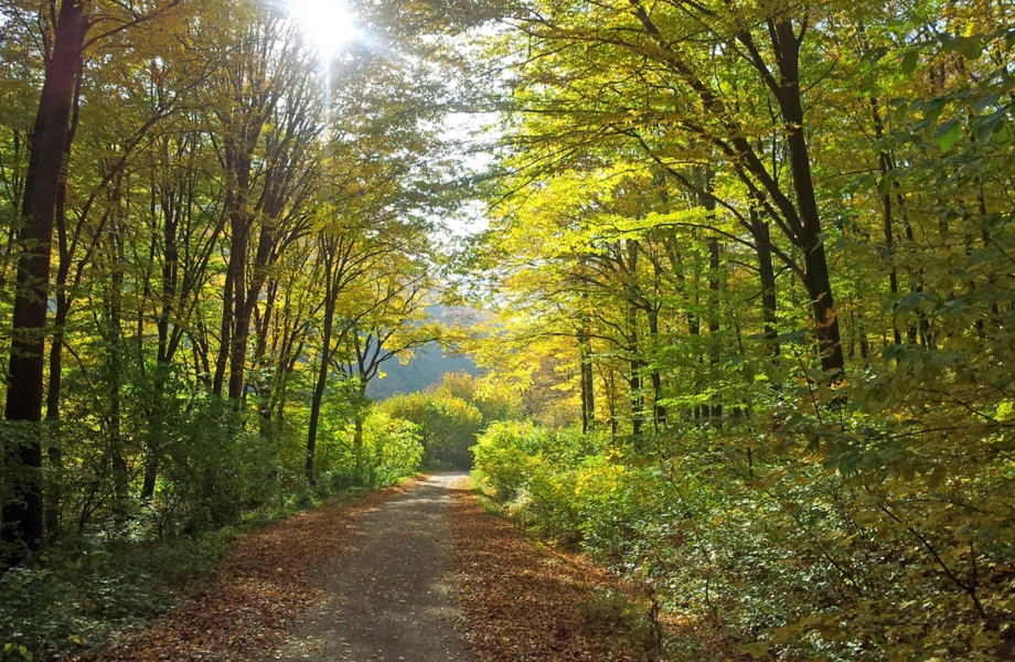Vienna_Woods-autumn2013-web