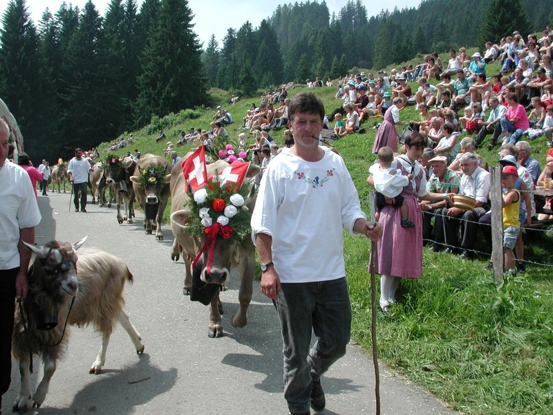 cows