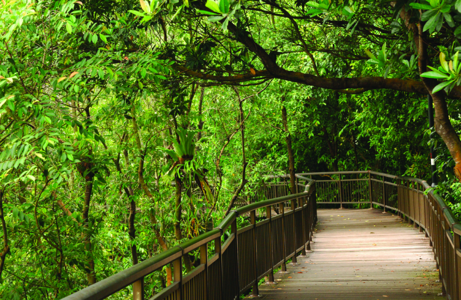 Singapore's nature trail Singapore's nature trail