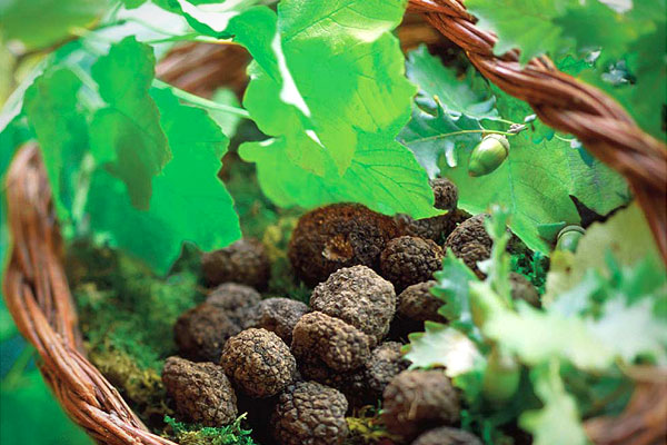 Truffle hunting Umbria Italy Truffle hunting Umbria Italy