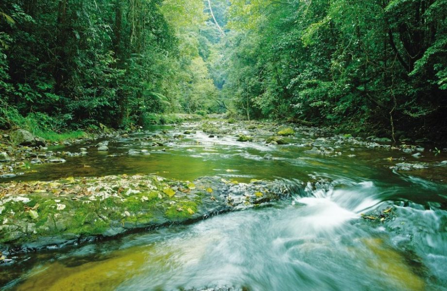 The Cairns rainforest The Cairns rainforest