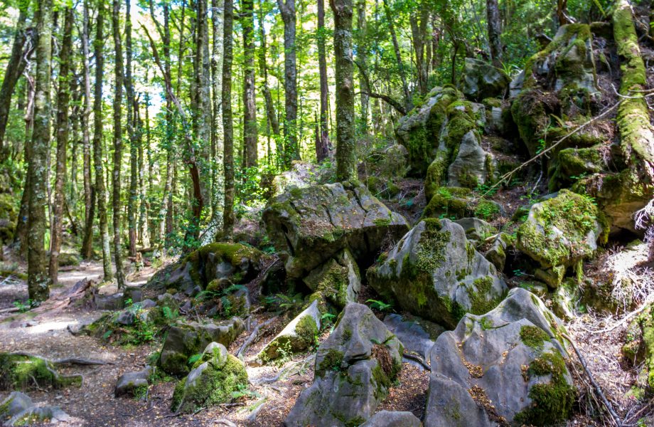 Filming location of Chetwood Forest on Takaka hill Filming location of Chetwood Forest on Takaka hill