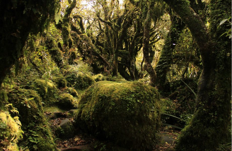 Filming location of Fangorn forest Filming location of Fangorn forest