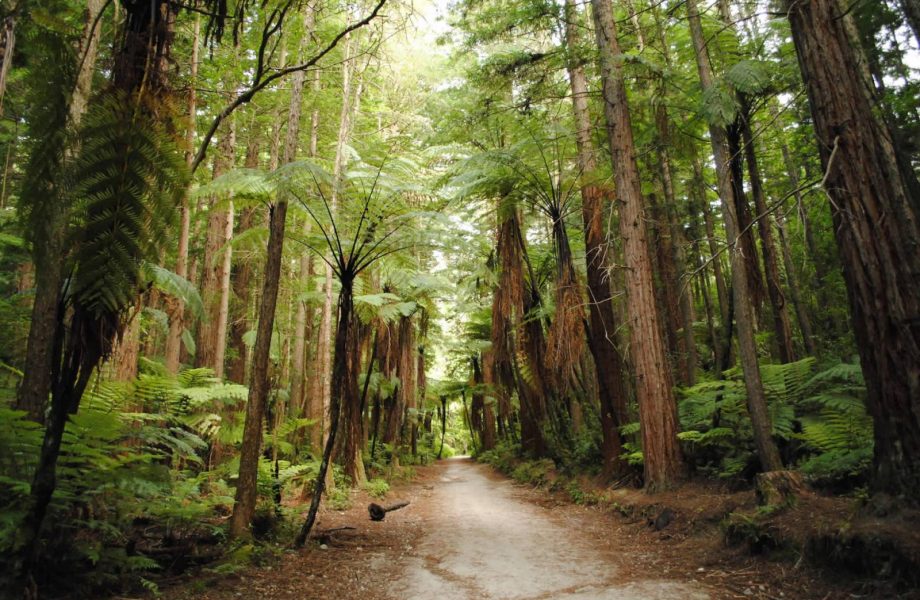 Redwoods Forest at Rotorua Redwoods Forest at Rotorua