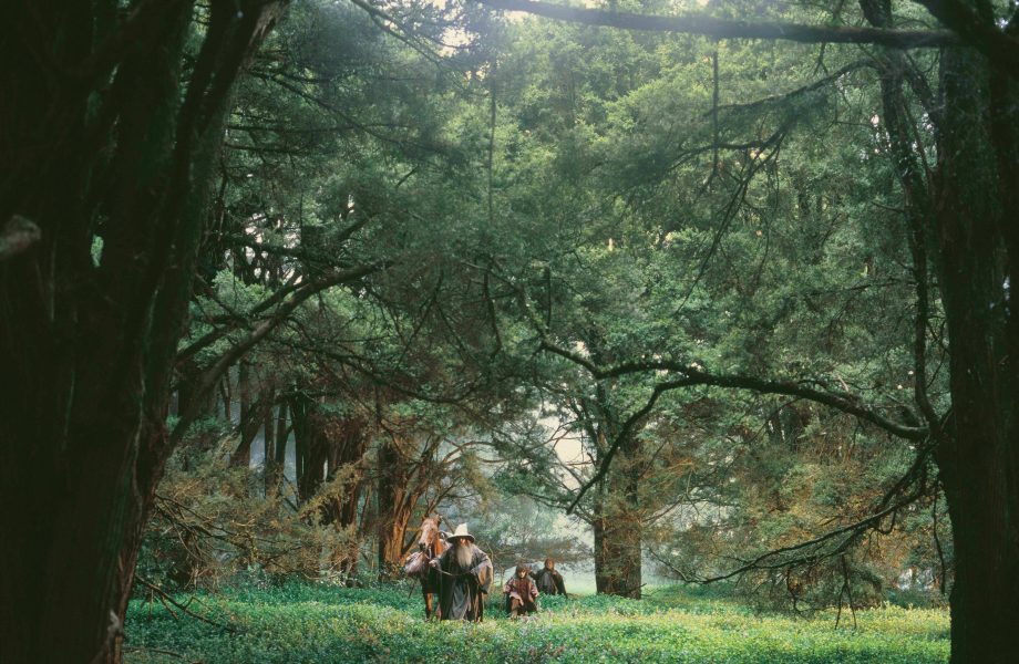 The path to Lothlorien in LOTR The path to Lothlorien in LOTR