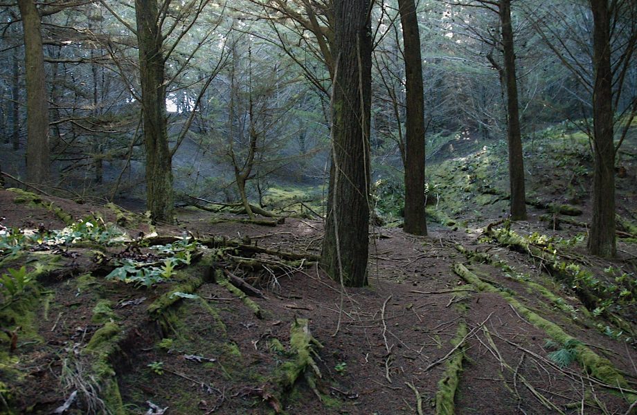 Waitarere forest Waitarere forest
