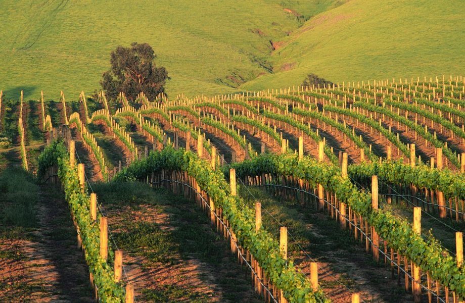 Vineyard at sunset. Napa Valley, California. USA. Vineyard at sunset. Napa Valley, California. USA.