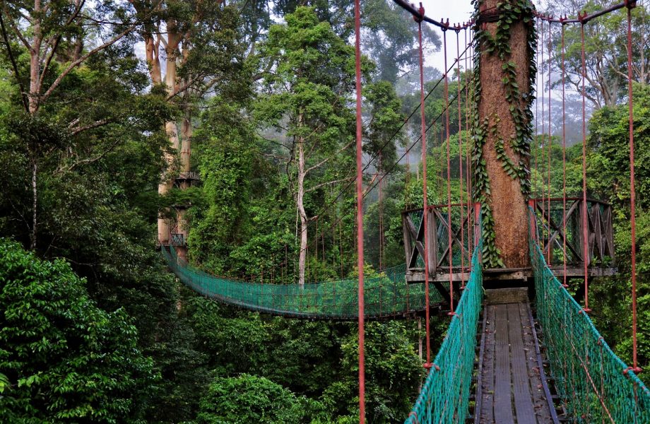Canopy walk along the Darum valley Canopy walk along the Darum valley