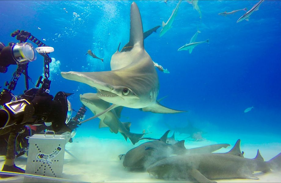 Diving with Hammerhead sharks Diving with Hammerhead sharks