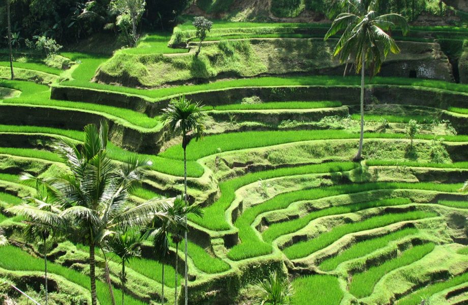 Ubud paddy terraces Ubud paddy terraces