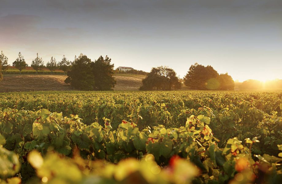 kumeu-village-wineries-in-things-to-do-Auckland kumeu-village-wineries-in-things-to-do-Auckland