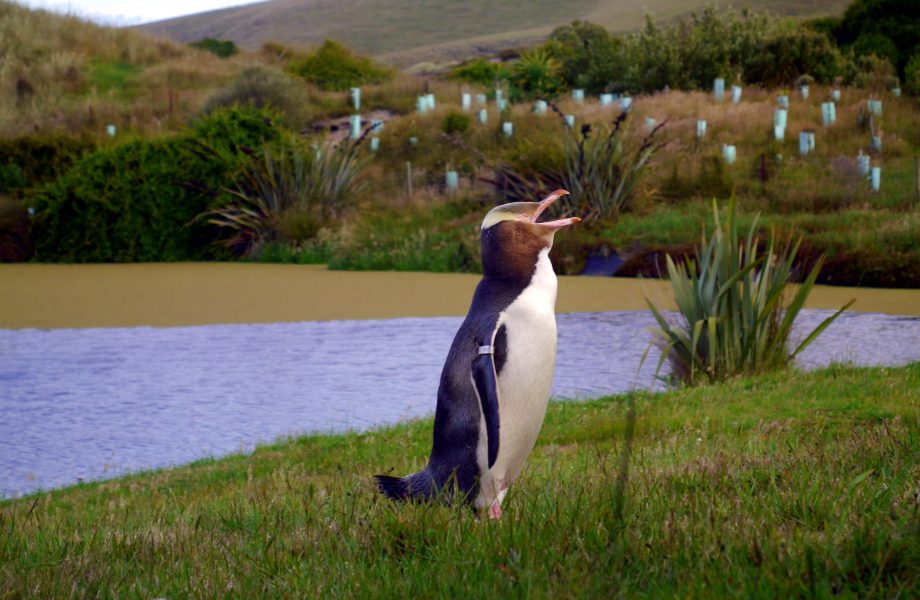 Allans-beach-new-zealand Allans-beach-new-zealand