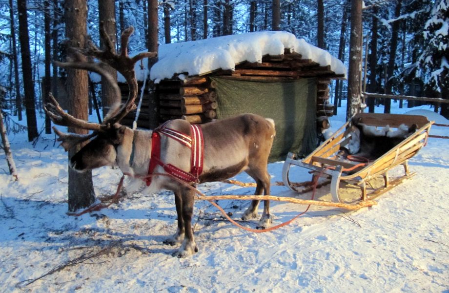 reindeer-sleigh reindeer-sleigh