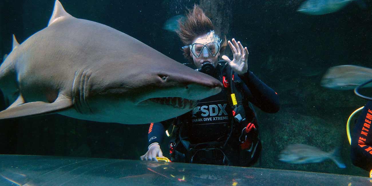 kt-sdx-shark-experiences