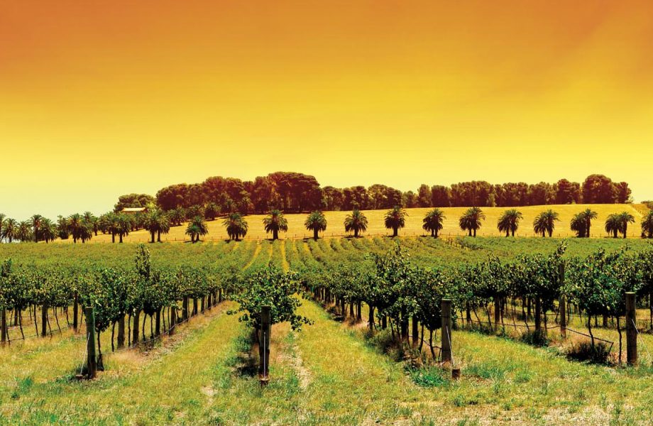 barossa-valley barossa-valley