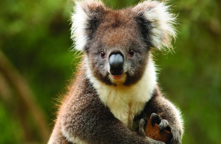 koala-at-healesville-sanctuary koala-at-healesville-sanctuary
