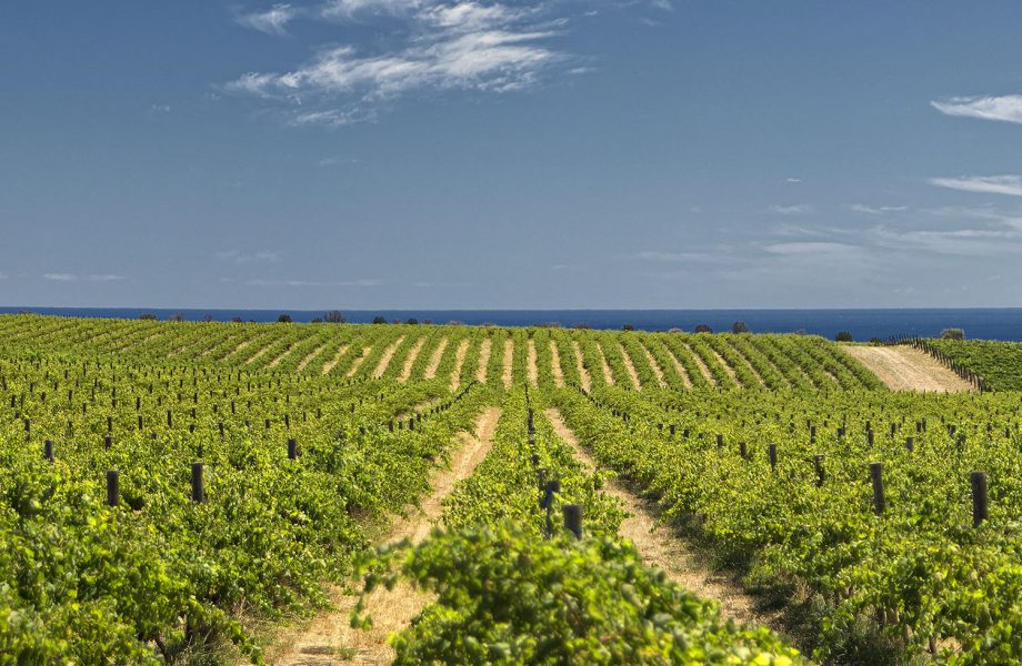 mclaren-vale-in-Australian-wine-trails mclaren-vale-in-Australian-wine-trails