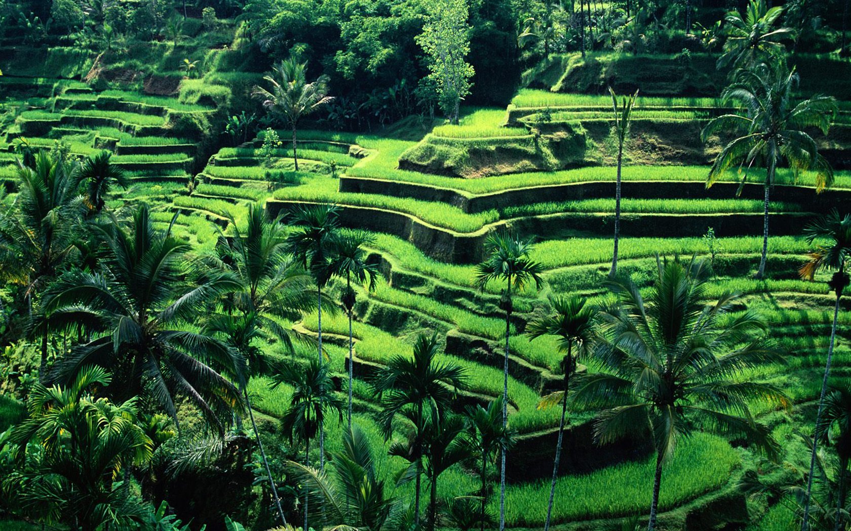 Ubud-rice-terraces-bali Ubud-rice-terraces-bali