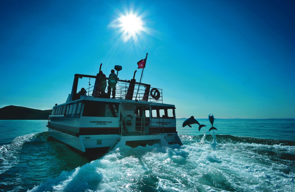 Dolphin cruise in epic New Zealand vacation Dolphin cruise in epic New Zealand vacation