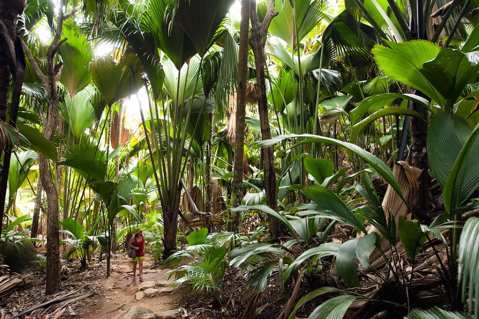 Valle de Mai Valle de Mai