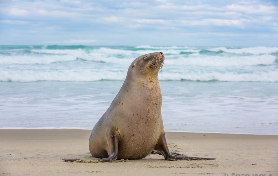 Seal on Allans beach Seal on Allans beach