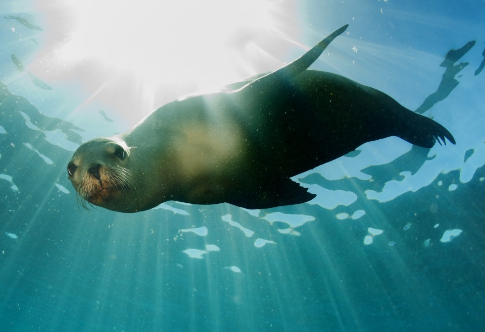 Swim with seals at Kaikoura Swim with seals at Kaikoura