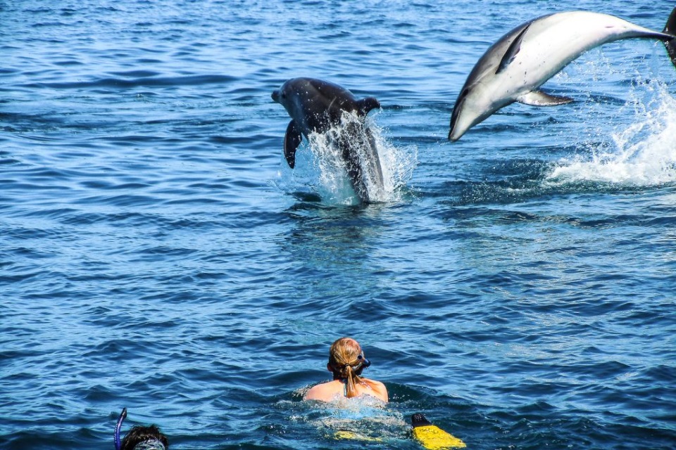 Swimming with Dolphins Swimming with Dolphins