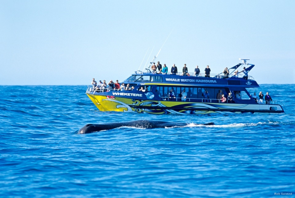 Whale Watching in Kaikoura Whale Watching in Kaikoura