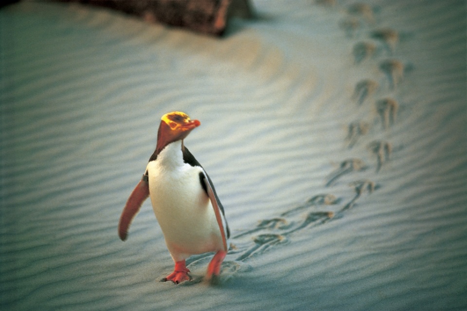 Yellow-eyed penguin at Penguin Place Yellow-eyed penguin at Penguin Place