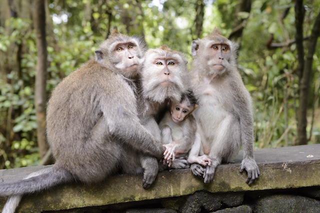 Sacred Monkey Forest Tour - A Bali Tourist Attraction