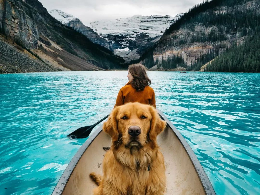 7 Tips on How to Take a Vacation with Your Pet