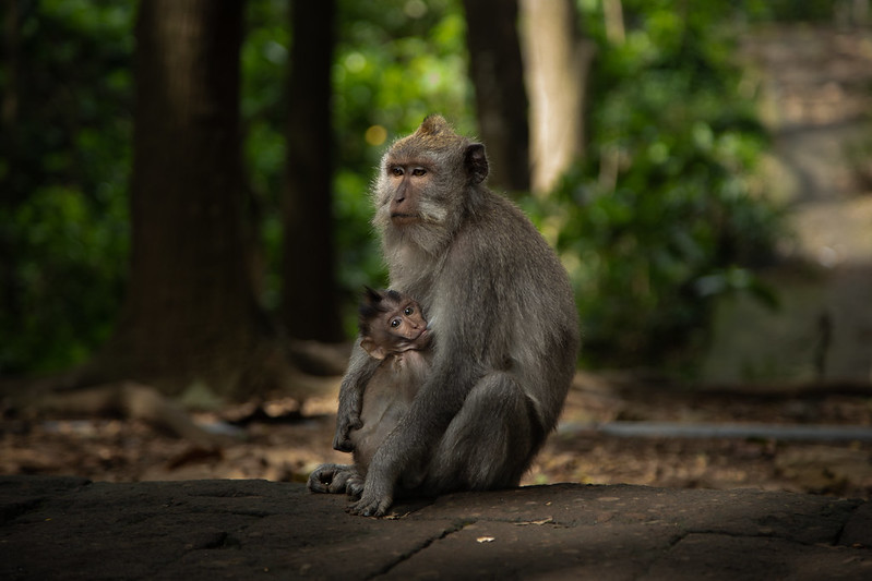 sacred monkey forest