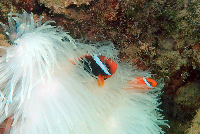 Marine life in Pulau Hantu, one of the best places to do Snorkelling in Singapore