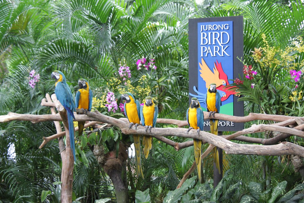 Jurong Bird Park - The largest paradise in Asia for exotic birds