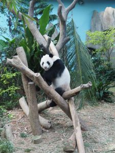 The Viewing of Panda from the River Safari