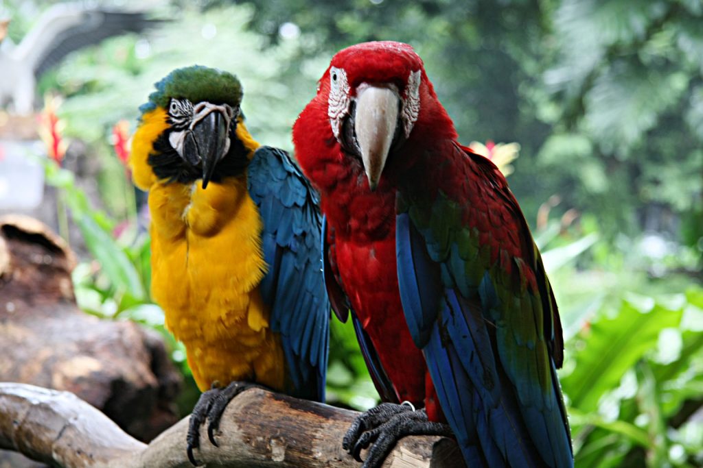 Macaws in Jurong Bird Park